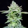 Dirty Pam - 6PACK - Feminised - Grateful Seeds -Uitgelichte Plantenzaadwinkel dirty pam female weed cannabis seed grateful seeds