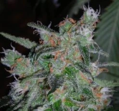 60 Day Lemon - Feminised - DNA Genetics