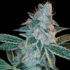 Lemon OG Kush - 6pack - Feminised - DNA Genetics -Uitgelichte Plantenzaadwinkel dna genetics lemon og kush