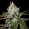 Cannalope Haze - 6-pack - Feminised - DNA Genetics 2 Cannalope Haze - 6-pack - Feminised - DNA Genetics -Uitgelichte Plantenzaadwinkel dna genetics cannalope haze