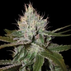 Cannalope Haze - 6-pack - Feminised - DNA Genetics