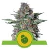 Do-Si-Dos Automatic - 3-pack - Royal Queen Seeds -Uitgelichte Plantenzaadwinkel do si dos automatic