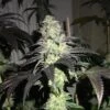Do Z Dos - 5pack - Feminised - Pheno Finder Seeds -Uitgelichte Plantenzaadwinkel do z dos 1
