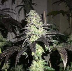 Do Z Dos - 5pack - Feminised - Pheno Finder Seeds