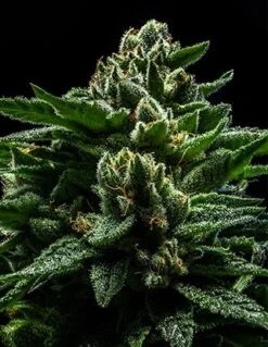 Do-G - 5PACK - Ripper Seeds