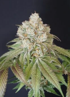 Dog Fruit - 6-pack - Feminised - Karma Genetics