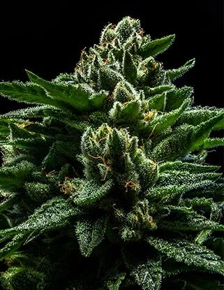 Do-G - 5PACK - Ripper Seeds 3 Do-G - 5PACK - Ripper Seeds