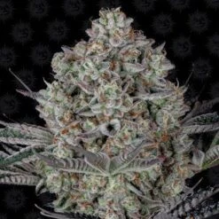 Dos-si-dos 33 - 5-pack - Feminised - Barney's Farm