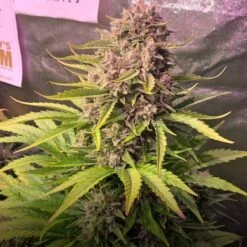 Dos Si Dos Auto - Feminised - Barney's Farm