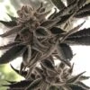Do-Si-Dos Zkittlez - 6PACK - Feminised - The Plug Seeds -Uitgelichte Plantenzaadwinkel dosidos
