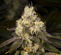 Double Cross - 12PACK - Regular - Archive Seedbank