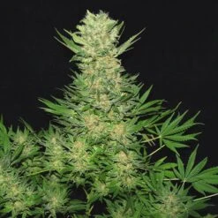 Double Dutch - Regular - Serious Seeds