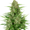 Double Kush Cake Auto - Feminised - Sensi Seeds -Uitgelichte Plantenzaadwinkel double kush cake automatic xl 1 2