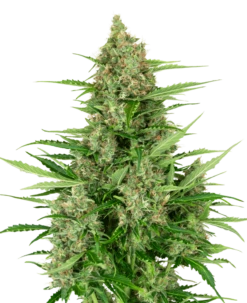 Double Kush Cake Auto - Feminised - Sensi Seeds