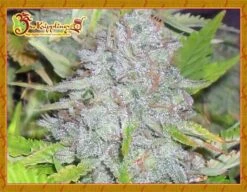 Delhi Friend - 5PACK - Feminised - Dr. Krippling