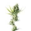 Durban - Feminised - Sensi Seeds -Uitgelichte Plantenzaadwinkel durban xl