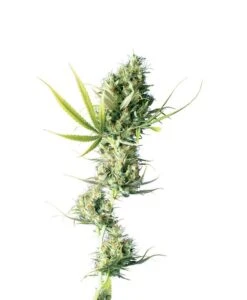 Durban - Feminised - Sensi Seeds