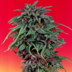 Durban Poison - Feminised - Dutch Passion