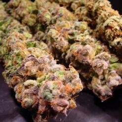 Durga Mata - Feminised - Paradise Seeds