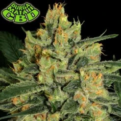 Durga Mata II CBD - Feminised - Paradise Seeds -Uitgelichte Plantenzaadwinkel durga mata ii cbd paradise seeds