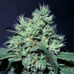 Dutch Dragon - Feminised - Paradise Seeds -Uitgelichte Plantenzaadwinkel dutch dragon 2 1