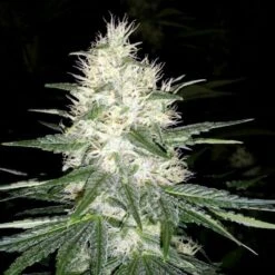 Dutch Kush - Feminised - Paradise Seeds