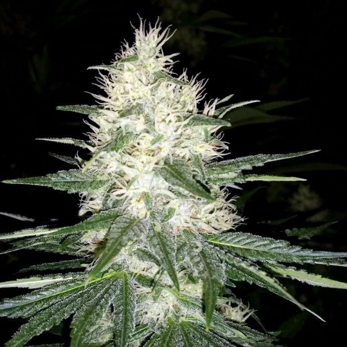 Dutch Kush - Feminised - Paradise Seeds 3 Dutch Kush - Feminised - Paradise Seeds
