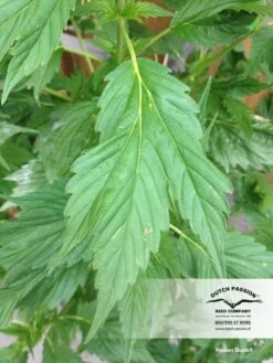 Frisian Duck - Feminised - Dutch Passion