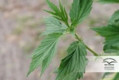 Frisian Duck - Feminised - Dutch Passion 10 Frisian Duck - Feminised - Dutch Passion -Uitgelichte Plantenzaadwinkel dutch passion frisian duck 2