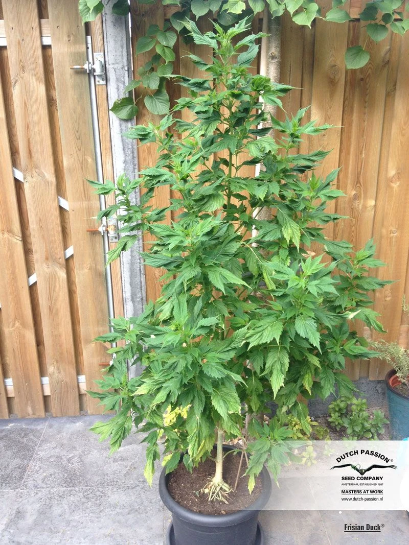 Frisian Duck - Feminised - Dutch Passion 4 Frisian Duck - Feminised - Dutch Passion - Afbeelding 2