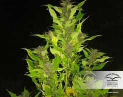 Frisian Duck - Feminised - Dutch Passion 9 Frisian Duck - Feminised - Dutch Passion -Uitgelichte Plantenzaadwinkel dutch passion frisian duck 4