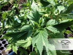 Frisian Duck - Feminised - Dutch Passion 11 Frisian Duck - Feminised - Dutch Passion -Uitgelichte Plantenzaadwinkel dutch passion frisian duck 5