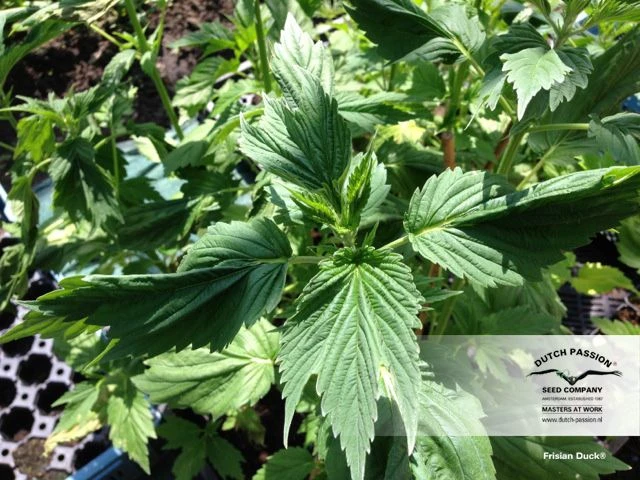 Frisian Duck - Feminised - Dutch Passion 7 Frisian Duck - Feminised - Dutch Passion - Afbeelding 5