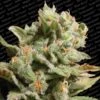 Dutch Dragon - Feminised - Paradise Seeds -Uitgelichte Plantenzaadwinkel dutchdragon