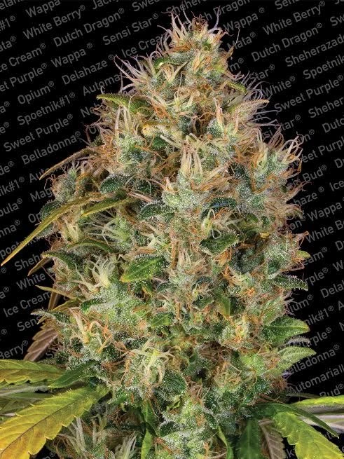 Dutch Kush - Feminised - Paradise Seeds 4 Dutch Kush - Feminised - Paradise Seeds - Afbeelding 2