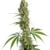 Eagle Bill ® - 10PACK - Regular - Sensi Seeds -Uitgelichte Plantenzaadwinkel eagle bill sensi seeds