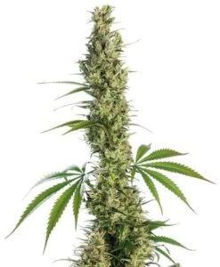 Eagle Bill ® - 10PACK - Regular - Sensi Seeds
