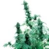 Early Skunk - Regular - Sensi Seeds -Uitgelichte Plantenzaadwinkel early skunk xl