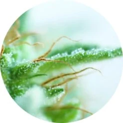 Early Sativa - 10PACK - Regular - Top Tao Seeds