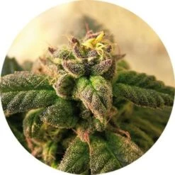 Early Top Tao - Regular - 10pack - Regular - Top Tao Seeds