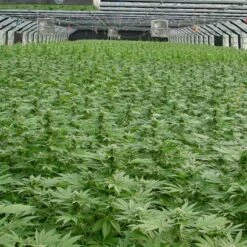 Early Queen - Regular - Mr. Nice Seedbank