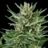 Easy Bud - Feminised - Royal Queen Seeds -Uitgelichte Plantenzaadwinkel easybud 3 asc