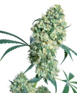 Ed Rosenthal Super Bud - Regular - Sensi Seeds