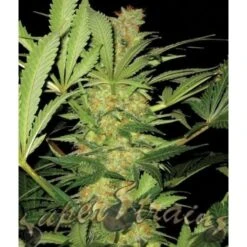 La Cucaracha - 5PACK - Feminised - Super Strains 6 La Cucaracha - 5PACK - Feminised - Super Strains -Uitgelichte Plantenzaadwinkel el cucaracha feminized superstrains