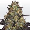 El Dorado OG - Feminised - Paradise Seeds 2 El Dorado OG - Feminised - Paradise Seeds -Uitgelichte Plantenzaadwinkel el dorado og 1