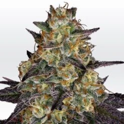 El Dorado OG - Feminised - Paradise Seeds