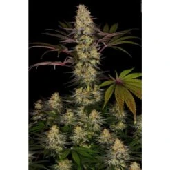 El Dorado OG - Feminised - Paradise Seeds -Uitgelichte Plantenzaadwinkel el dorado og 3