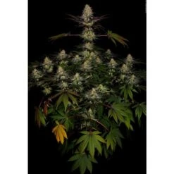 El Dorado OG - Feminised - Paradise Seeds -Uitgelichte Plantenzaadwinkel el dorado og 4