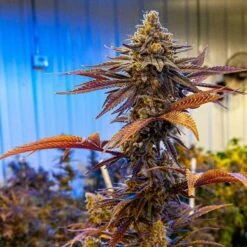 Eleven Roses - 5-pack - Feminised - Delicious Seeds -Uitgelichte Plantenzaadwinkel eleven roses 1