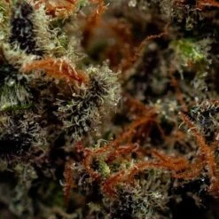 Eleven Roses - 5-pack - Feminised - Delicious Seeds -Uitgelichte Plantenzaadwinkel eleven roses 2 1